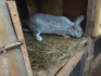 Кролик мясной породы - фотография №3