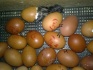 Цыплята яйцо петухи - фотография №1