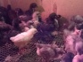 Цыплята яйцо петухи - фотография №2
