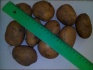 Семенной картофель адретта - фотография №2