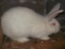Продам самца кроля - фотография №1