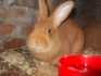Продам самца кроля - фотография №2