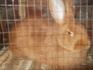 Продам самца кроля - фотография №3