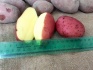 Реализуем картофель сорта ред скарлет оптом. смоленск - фотография №3