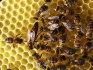 Продам пчелопакеты - фотография №1