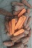 Реализуем оптом: лук репчатый,капуста б/к,морковь - фотография №1