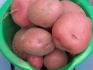 Продам картофель семенной - фотография №2