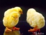 Цыплята, утята, индюшата (опт и розница) - фотография №1