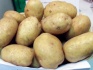Продам семенной картофель - фотография №3