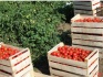 Ящики шпоновые для фруктов и овощей в крыму от производителя - фотография №2