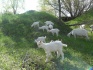 Чистопородные зааненские козлята, дойные козы. - фотография №2