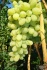 Весенние саженцы винограда - фотография №1