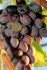 Весенние саженцы винограда - фотография №2