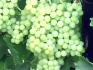 Весенние саженцы винограда - фотография №3