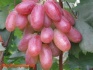 Весенние саженцы винограда - фотография №5