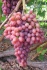 Саженцы винограда - фотография №2