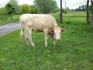 Продам телку на корову - фотография №2