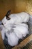 Продам кроликов - фотография №2