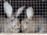 Кролики мясных пород Фландер