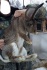 Кролики мясных пород фландер - фотография №2