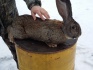 Кролики мясных пород фландер - фотография №3
