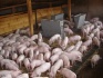 Свинокомплекс реализует поросят и свиней оптом от 50 голов. - фотография №2