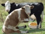 Куплю дойных коров - фотография №1