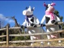 Куплю дойных коров - фотография №2