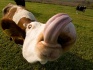 Куплю дойных коров - фотография №3