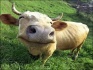 Куплю дойных коров - фотография №5