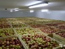 Яблоки оптом напрямую от производителя от 52 руб./кг. - фотография №2