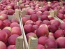 Яблоки оптом напрямую от производителя от 52 руб./кг. - фотография №3