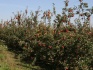 Саженцы яблонь - фотография №3