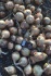 Семена на сидераты горчица рапс гречиха и пр - фотография №1