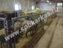 Загоны для овец и коз. клетки профилактория - фотография №1