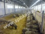 Загоны для овец и коз. клетки профилактория - фотография №3