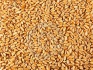 Пшеница, ячмень, кукуруза, горох, нут, чечевица продаем f - фотография №2