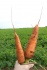 Морковь - фотография №1