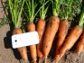 Морковь - фотография №2