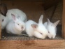Продам калифорнийских кроликов - фотография №1