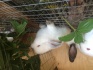 Продам калифорнийских кроликов - фотография №2