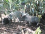 Свиньи поросята вьетнамские вислобрюхие травоядные - фотография №1