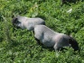 Свиньи поросята вьетнамские вислобрюхие травоядные - фотография №2