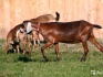 Племенные англо нубийские козы - фотография №4