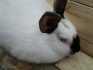 Кролики - фотография №3