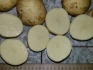 Картофель гала - фотография №4