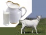 Продаются дойные козы и крупные козочки - фотография №6