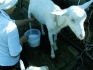 Продаются дойные козы и крупные козочки - фотография №1