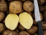 Продаём продовольственный картофель от производителя, сорт улодар - фотография №2