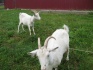 Зааненские козы - фотография №1